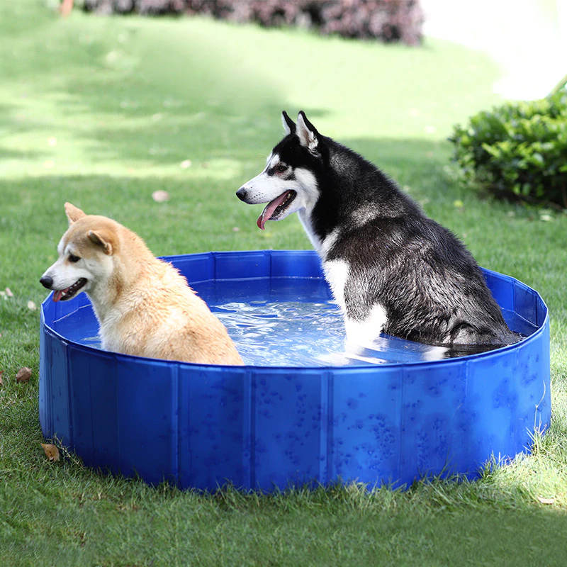 Piscina Pet Club